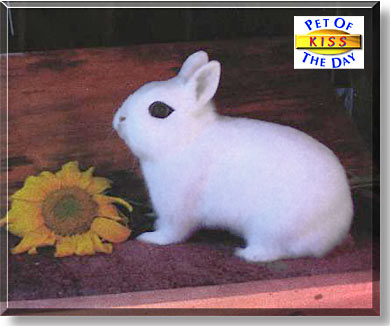 KISS, the Pet of the Day