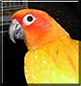 Peanut
