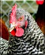 Henny Penny