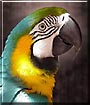 Zazu