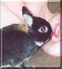 Pinpin