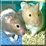 Joey, Biscuit