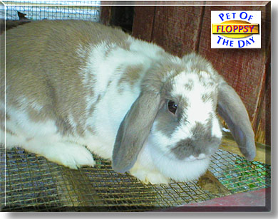 Floppsy, the Pet of the Day