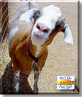 Annie, the Pet of the Day