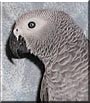 Pasquale