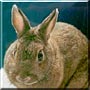 Thumper
