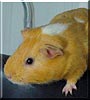 Puffy