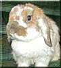 Cirrus