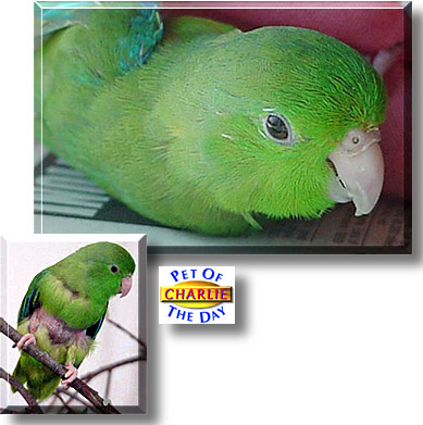 Charlie, the Pet of the Day