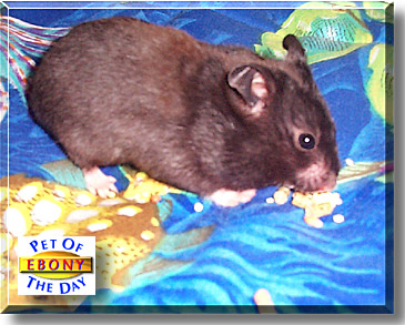 Ebony, the Pet of the Day