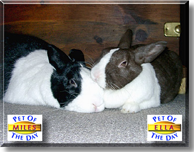 Miles Davis, Ella Fitzgerald, the Pet of the Day