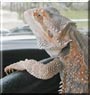 Godzilla