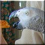 Tootie Bird