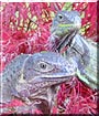 Liz, Squirt