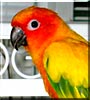 Contiki
