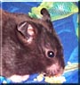 Ebony