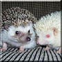 Tiggy, Winkle