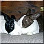 Miles, Ella