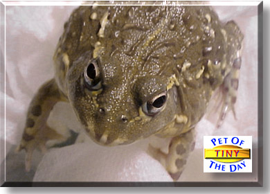 Tiny, the Pet of the Day