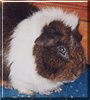 Rascal