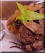 Frogzilla