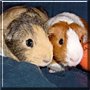 Muffy, Hazel