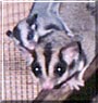 Noni, Taz