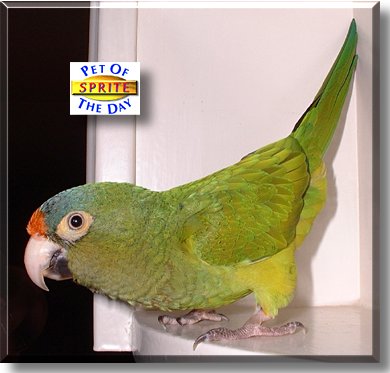 Sprite, the Pet of the Day