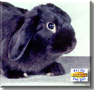 Sophie, the Pet of the Day