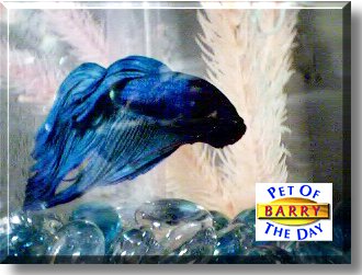 Barry Blue, the Pet of the Day