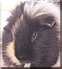 Oinky