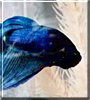 Barry Blue