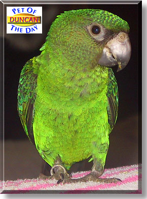 Duncan, the Pet of the Day