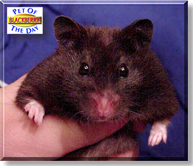 Blackberry, the Pet of the Day