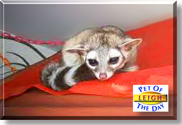 Leigh, the Pet of the Day