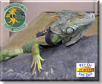 Jewels, the Pet of the Day