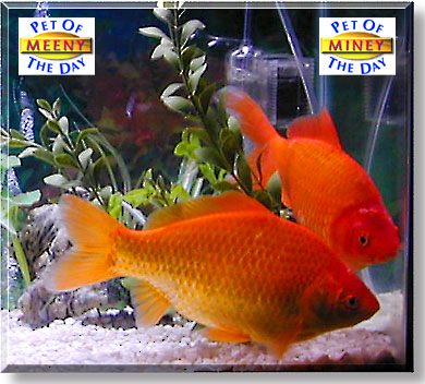 Meeny, Miney, the Pets of the Day