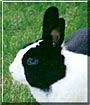 Oreo