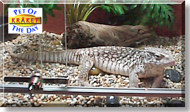 Kr&auml;ket, the Pet of the Day