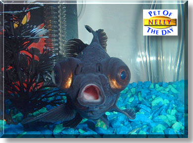 Nelly, the Pet of the Day