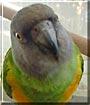 Arkie