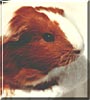 Snowball