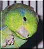 Cecil
