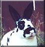 Skippy