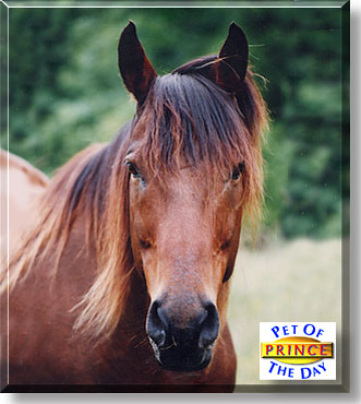 Prince, the Pet of the Day