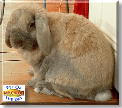 Mr. Chloe, the Pet of the Day