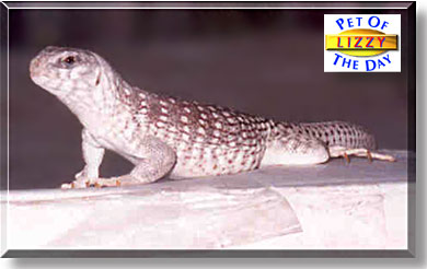 Lizzy, the Pet of the Day