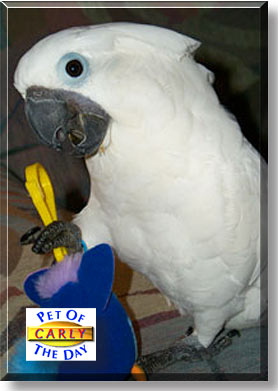 Carly, the Pet of the Day