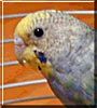 Webster