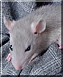 Silvergrey